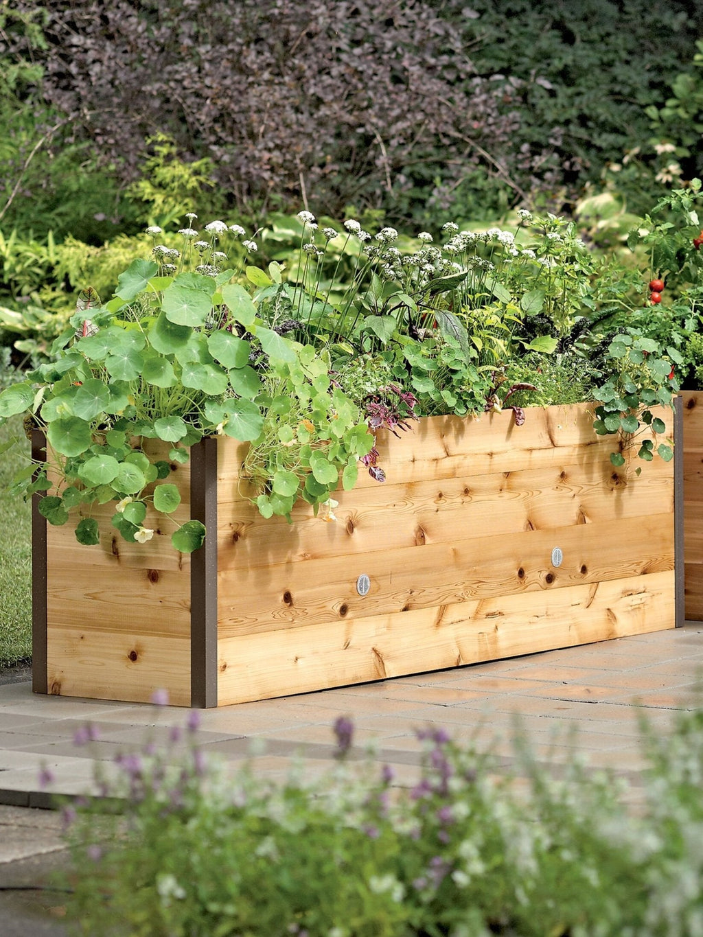 Special offer today in Mart: Last 30 sets of organic raised macetres with automatic irrigation and dyed finish